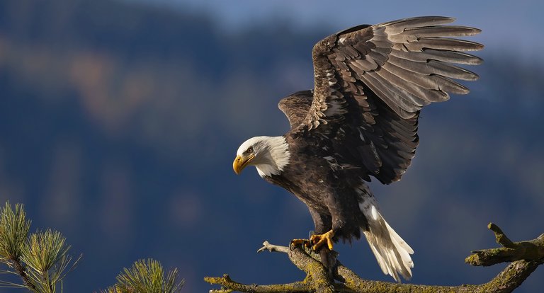 01_05_2026 - Biodiversità negli USA e in Australia - MRSN