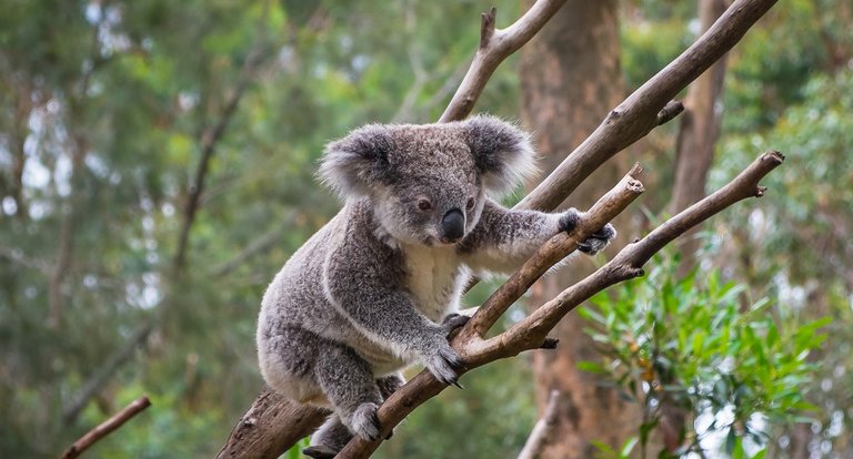 01_05_2026 - Biodiversity in the USA and australia - MRSN