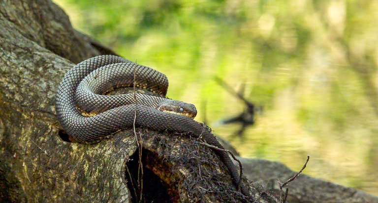 04_05_2026 - Piante e animali - MRSN