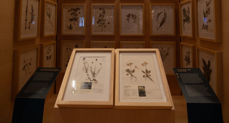 08_05_2026 - Visita guidata a tema botanico - MRSN