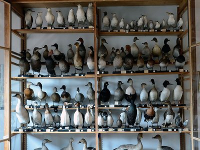 Vetrina Collezione ornitologica Noro