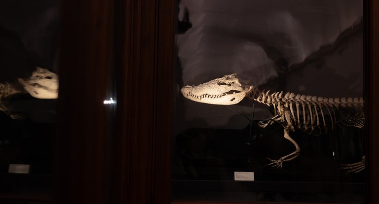 23_05_2026 - Una notte di misteri al museo - MRSN
