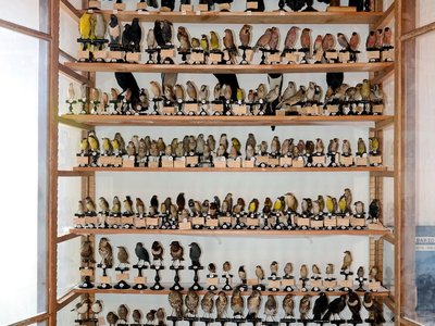 Vetrina Collezione ornitologica Noro
