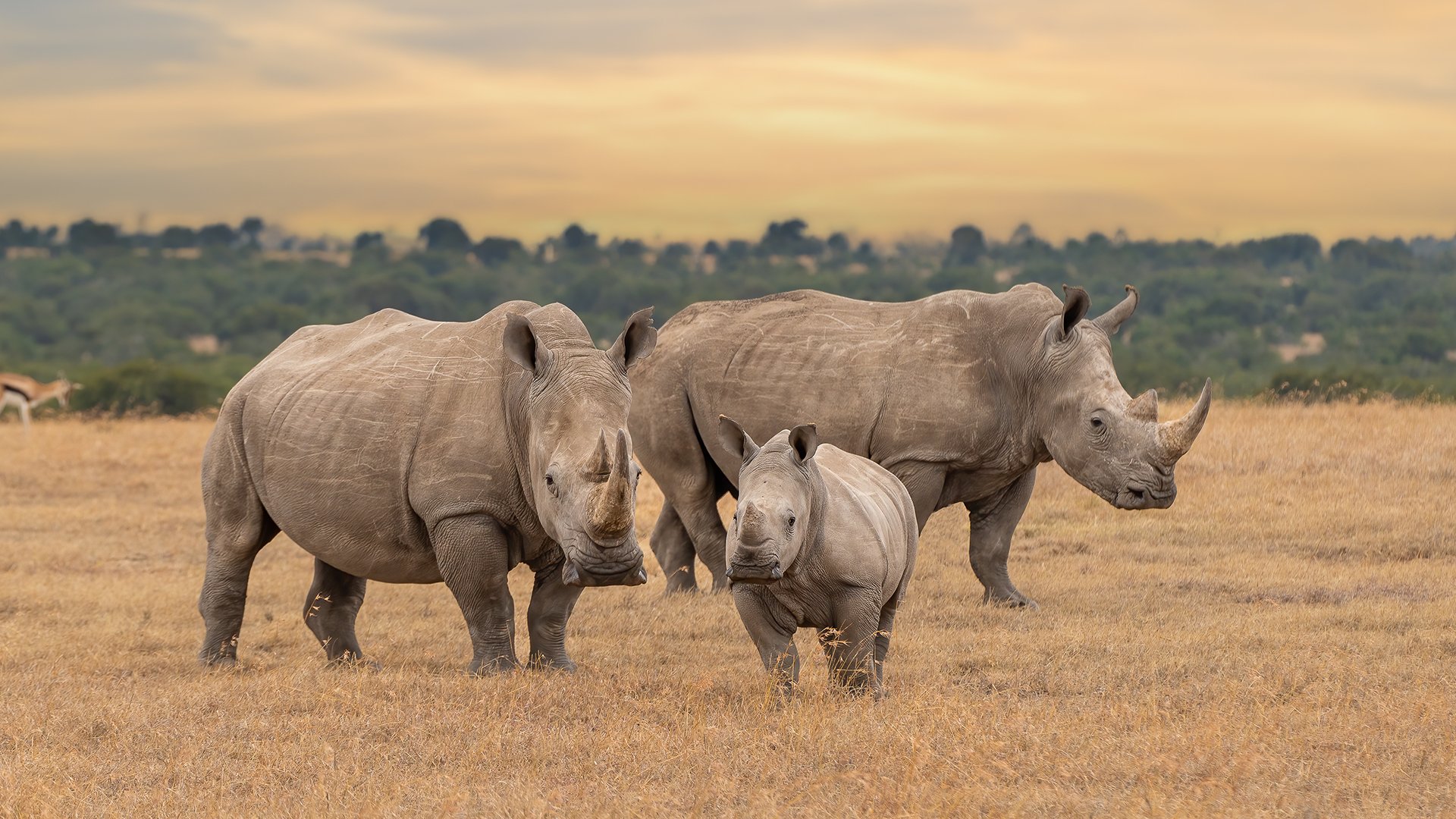 31_01_2026 - La conservazione delle specie - MRSN