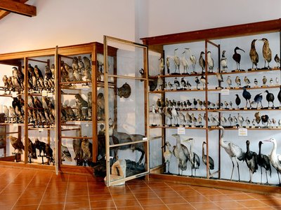 Vetrina Collezione ornitologica Noro