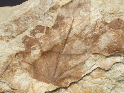 Acer trilobatuma. Pliocene. Bra (CN). Foto di Vittorio Pane.