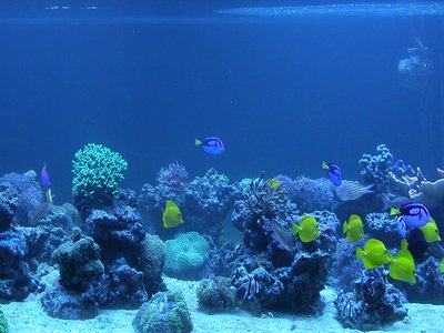 Acquario preistorico