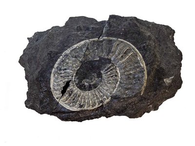 Ammonite fossile | 170 milioni di anni fa circa | Monte Fenera, Piemonte, Italia | Foto di Paolo Siccardi