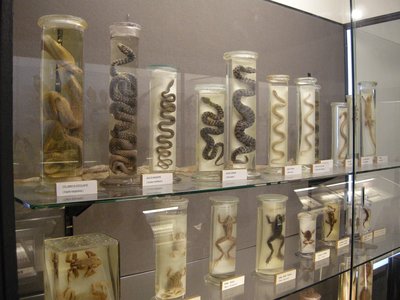 Anfibi e rettili in alcol