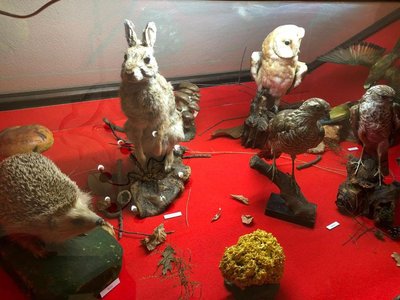 Animali della collina