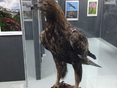Aquila reale abbattuta sulla Quinzeina nell'ottobre 1959