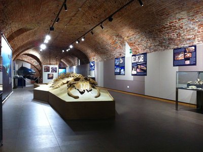 Area cetacei fossili astigiani. Foto di Piero Damarco