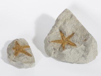 Astropecten irregularis pentacanthus. Neogene. Cherasco (CN), Italia