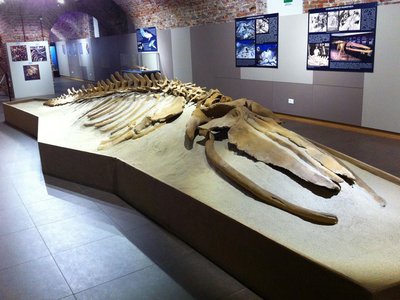 Balaenoptera acutorostrata cuvieril: balenottera fossile di Valmontasca. Foto di Piero Damarco