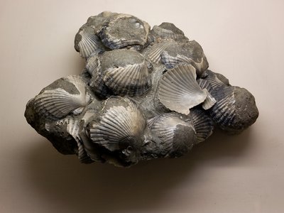 Blocco fossilifero che rappresenta la ricca associazione di organismi viventi presenti nel fondale marino biellese durante il Pliocene