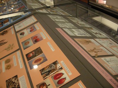 Botanica: morfologia vegetale