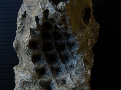 Calco fossile di pigna