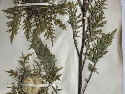 Carlina acaulis W.. Campione essiccato. Collezione Carlo Bertero (1789 - 1831) - TO - Herbarium Pedemontanum