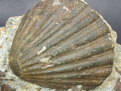 Chlamys northamptoni. Burdigaliano. Terruggia (AL). Foto di Vittorio Pane.