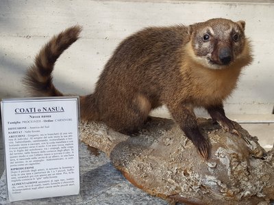 Coati rosso (Nasua nasua L.)