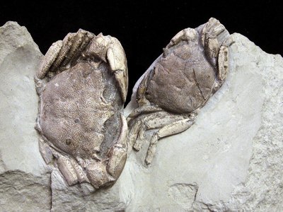 Coeloma vigil | Oligocene | Case Cherpione (AL) | Foto di Piero Damarco