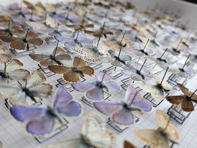 Collezione di farfalle
