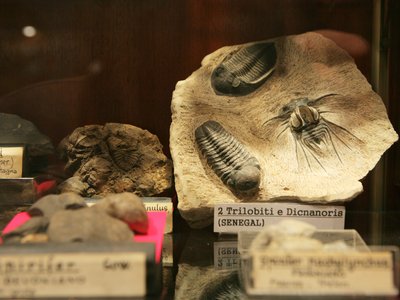 Sezione naturalistica. Collezioni paleontologiche