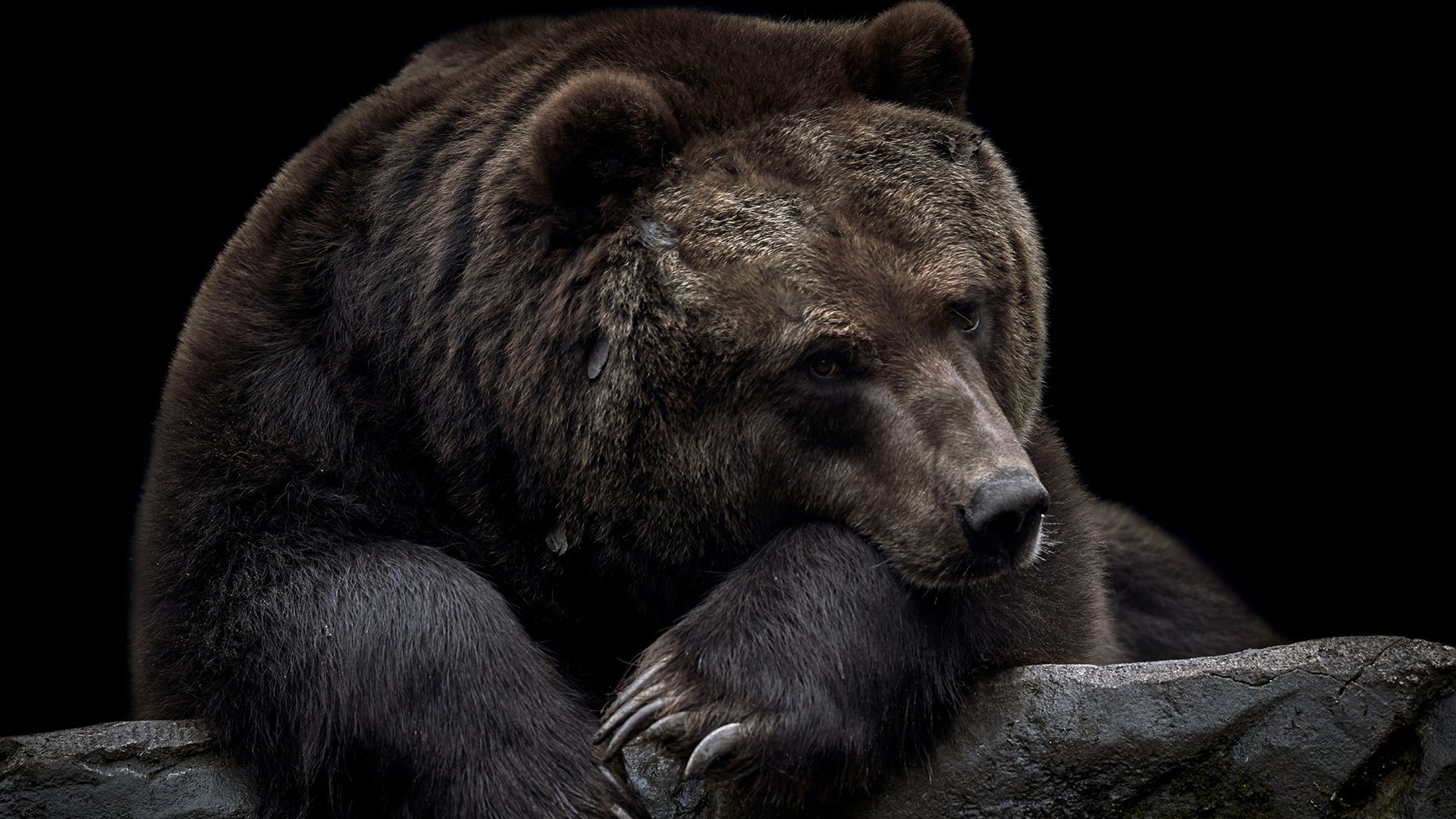 Come prepararsi all’inverno_Le strategie degli animali