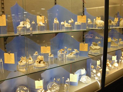 Conchiglie fossili del Pliocene