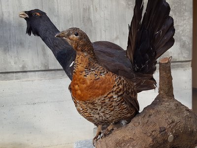 Coppia di gallo cedrone (Tetrao urogallus L.)
