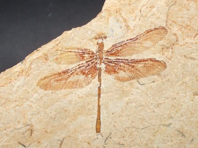 Cordulagomphus sp.. Albiano. Nova Olinda, Crato, Ceará, Brasile. Cat. Paleo_0528. Campo mm 70x55. Foto di Vittorio Pane