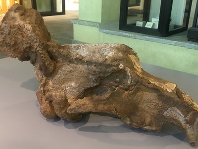 Cranio concrezionato di Ursus spaeleus, individuo adulto | Grotta della Fata Morgana, Monte Fenera, Piemonte, Italia | Foto di Viviana Gili