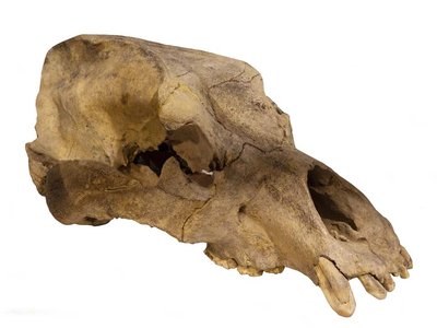 Cranio di Ursus spaeleus, individuo adulto | Grotta del Ciotaurun. Monte Fenera, Piemonte, Italia | Foto di Paolo Siccardi