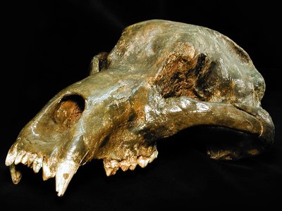 Cranio di orso delle caverne Ursus spelaeus. Pleistocene. Barenloch, Tischlach, Austria. Foto di Gualtiero Accornero