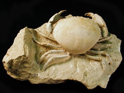 Crostaceo Harpactocarcinus punctulatus. Eocene, Luteziano. Monte Baldo, Verona, Italia. Foto di Gualtiero Accornero