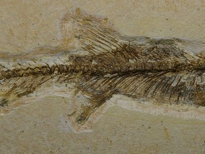 Dastilbe elongatus. Albiano. Nova Olinda, Crato, Ceará, Brasile. Cat. Paleo_0530. campo mm 190x60. Foto di Vittorio Pane