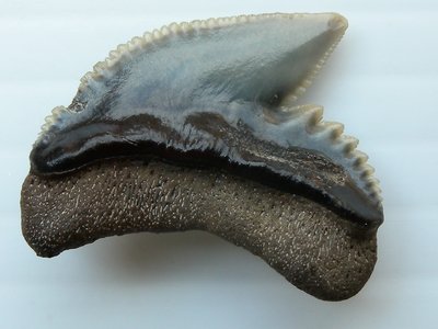 Dente fossile di Galeocerdo cuvier o squalo tigre rinvenuto nel Biellese | Torrente Osterla | Masserano (BI)