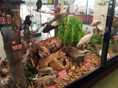 Diorama con mammiferi e uccelli