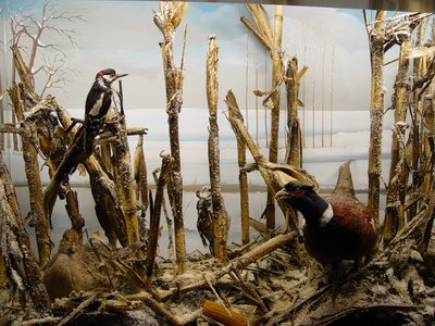 Diorama con stoppie di granoturco in inverno