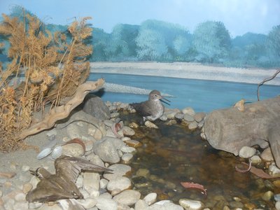 Diorama del greto del fiume Po. Scorcio