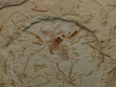 Dittero. Albiano. Nova Olinda, Crato, Ceará, Brasile. Cat. Paleo_0537 – campo mm 50x35. Foto di Vittorio Pane