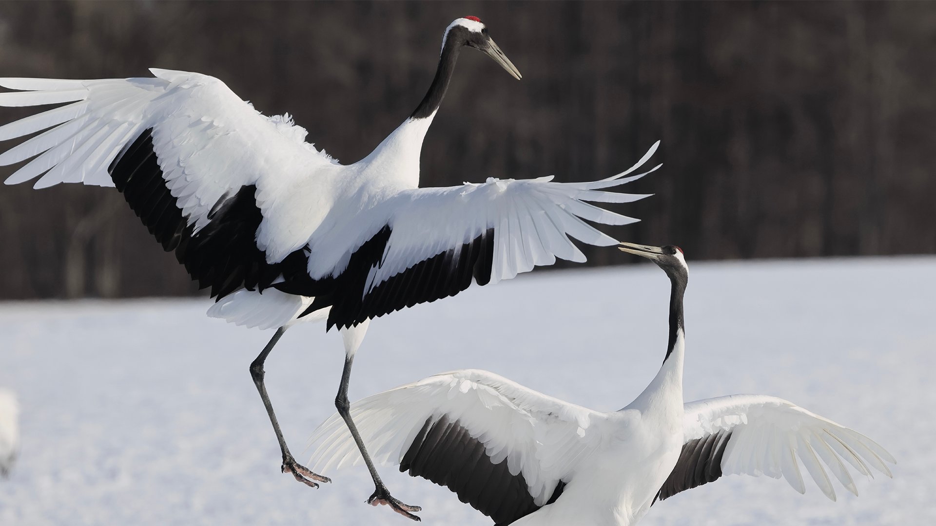 Doni nel regno animale