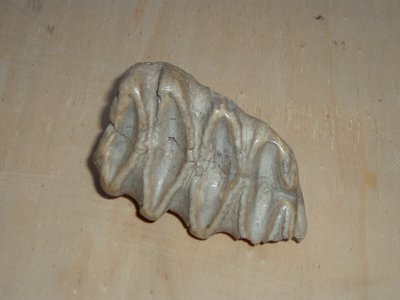 Elephas (molare). Quaternario. Località ignota