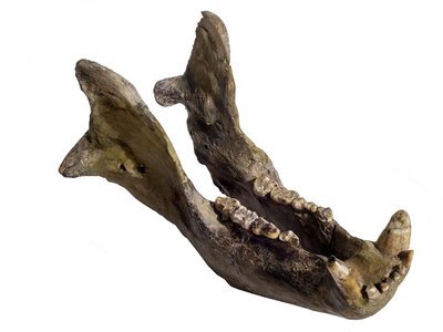 Emimandibola fossile di Ursus spaeleus | Grotta della Ciota Ciara, Monte Fenera, Piemonte, Italia | Recupero Gruppo Archeo-Speleologico di Borgosesia (G.A.S.B.) | Foto di Paolo Siccardi