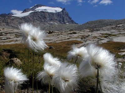 Eriofori. Parco Nazionale Gran Paradiso. Foto di Enzo Massa Micon