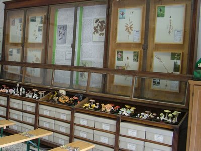 Esposizione del vecchio erbario