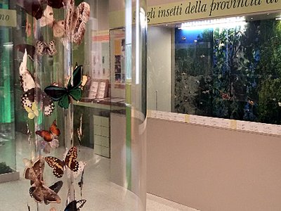 Farfalle e insetti