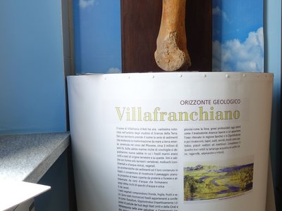 Femore di mastodonte
