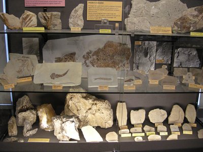 Fossili dell’albese: il Messiniano