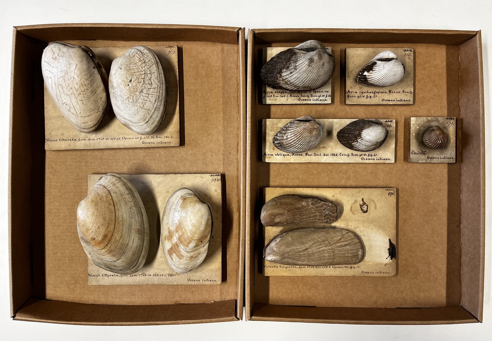 Foto conchiglie Vidua